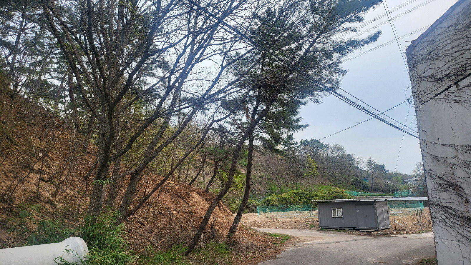 동해안 전력선 주변 위험목 제거사업…적극행정 우수사례로 선정