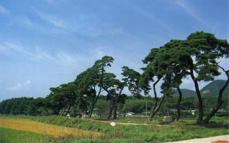 나주 문동리의 소나무의 줄나무