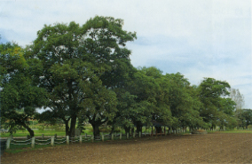 무안 청천리의 팽나무 및 개서어나무의 줄나무