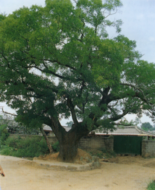 나주 월천리의 회화나무