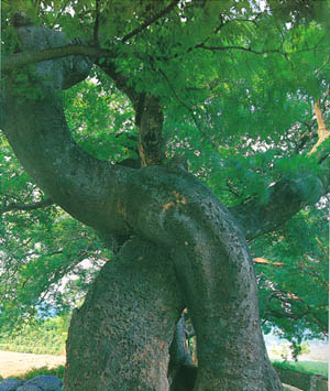 보성군 회천면 전일리의 팽나무 숲 (Nettle tree forest in Jeonil-ri)