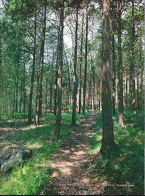 송광사 주변의 삼나무 숲 (Japanese cedar forest around Songgwangsa(temple))