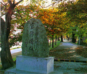 담양군 담양읍 객사리 느티나무 숲 (Zelkova forest in Damyang-gun)