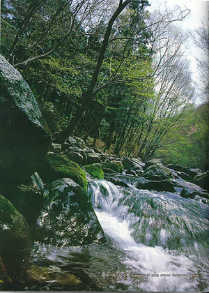 송광사 계곡의 신록(Greenery of gyegok(valley) around Songgwangsa(temple))