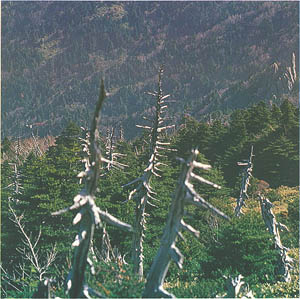 구상나무 고사목(Withered tree of Korean fir)