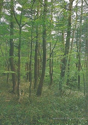 영실계곡의 소나무 숲(Pine forest in Yeongsilgyegok(valley))