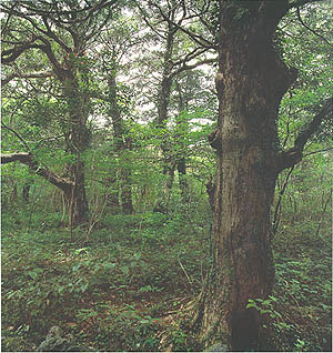 북제주군의 구좌읍 평내리 비자나무 숲, 천연기념물 제162-2호(Torreya forest in Pyeongnae-ri, Natural Monument)