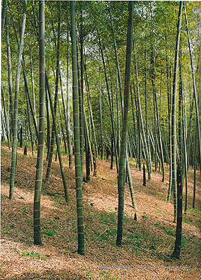 산청군 시천면 신천리의 대나무 숲 (Bamboo forest in Shincheon-ri)