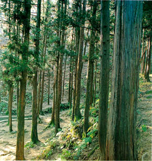 전주시 덕진공원의 삼나무 숲(Japanese cedar forest at Dukjingongwon(park) of Jeonju-si)