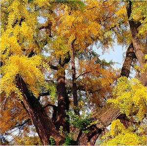 전주시 향교의 은행나무 거목(Old growth ginkgo tree at Hyanggyo in Jeonju-si)