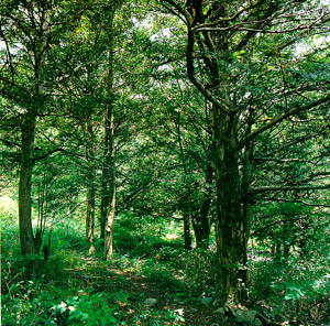 정주시 내장리 내장사 원적암 부근의 비자나무 숲(Torreya forest around Wonjeokam of Naejangsa(temple))