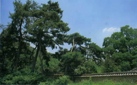 달성 본리동의 소나무 및 낙엽활엽수림