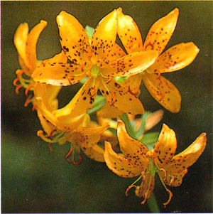 섬말나리(Lilium hansonii)