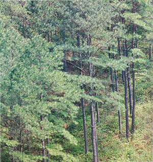 완주군 소양면 신원리 리기다소나무 숲(Rigitaeda pine forest in Sinwon-ri)