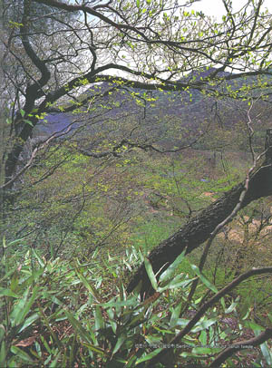 선운사 주변의 숲정취 (Serenity in forest around Seonunsa(temple))