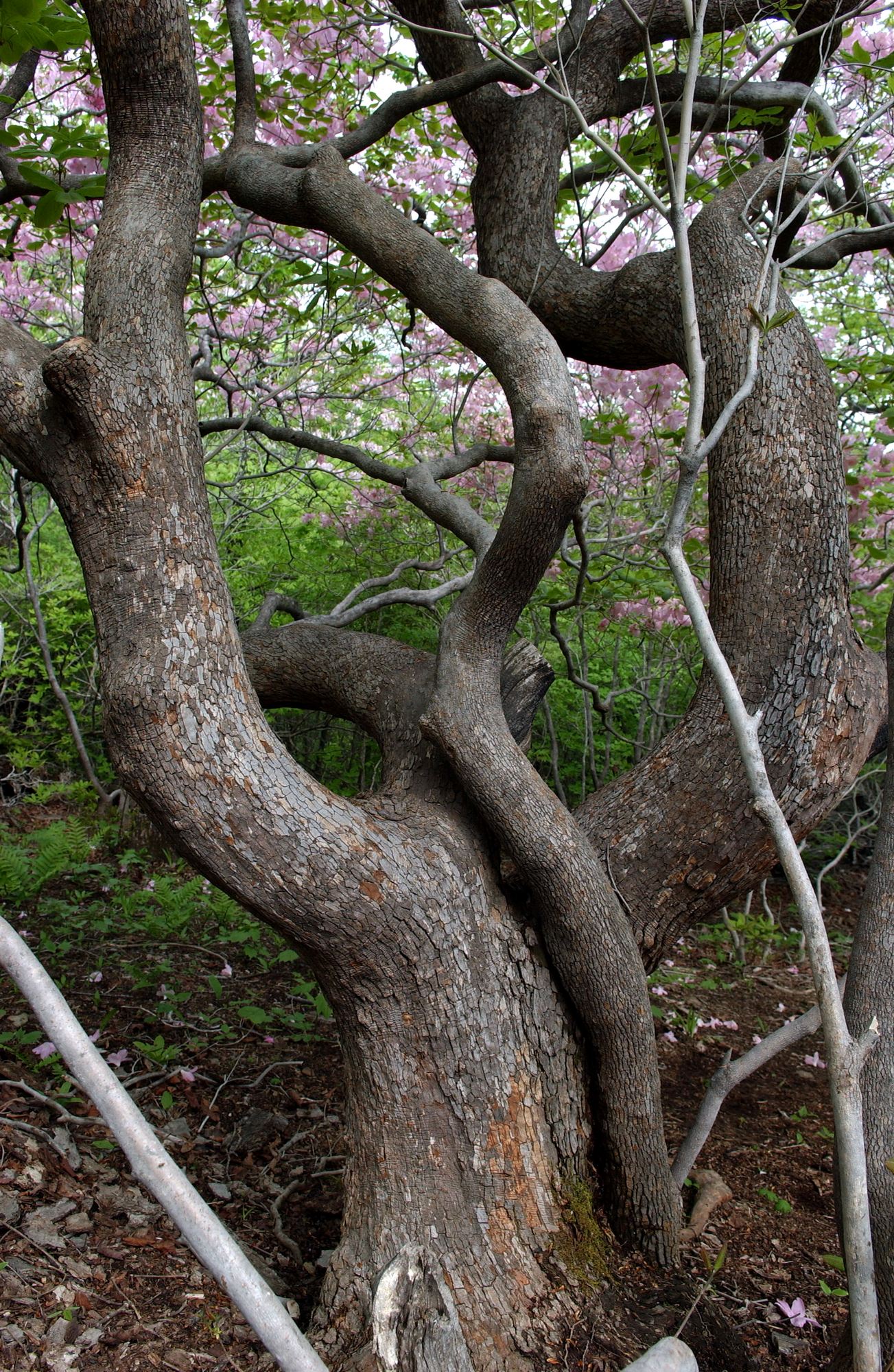 세조2년때부터 자란 550년된 국내 최고“철쭉”나무발견 이미지3