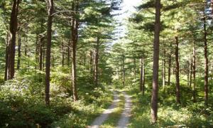 맑은 공기를 마시며 푸른 숲길을 달리자