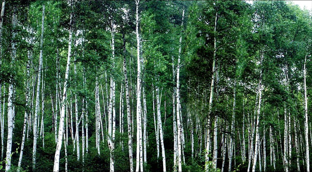 산림청, 민간기업 산림사업 투자 활성화 위한 「특수산림사업지구」운영  이미지1