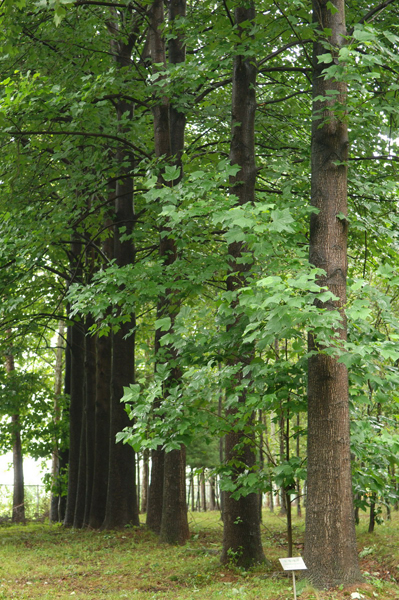 산림청, 산림산업 핵심수종으로 백합나무 집중 육성한다