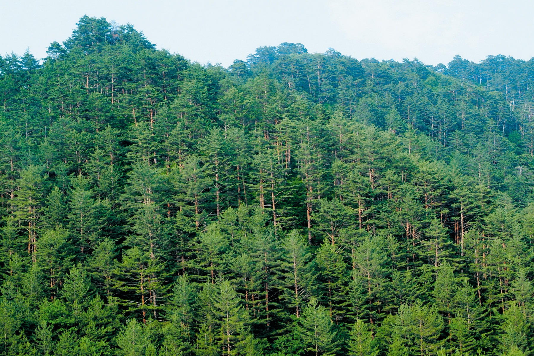 산림자원, 일반국민은 사회ㆍ경제적 가치 전문가는 환경ㆍ생태적 가치 더 중시  이미지1