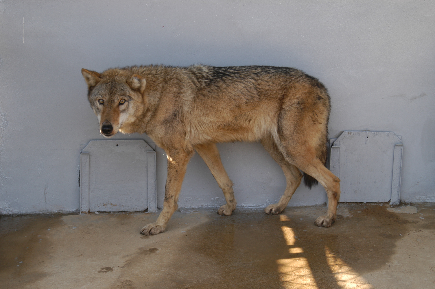 국립수목원-늑대(암컷 12살)1마리 탈출 이미지1
