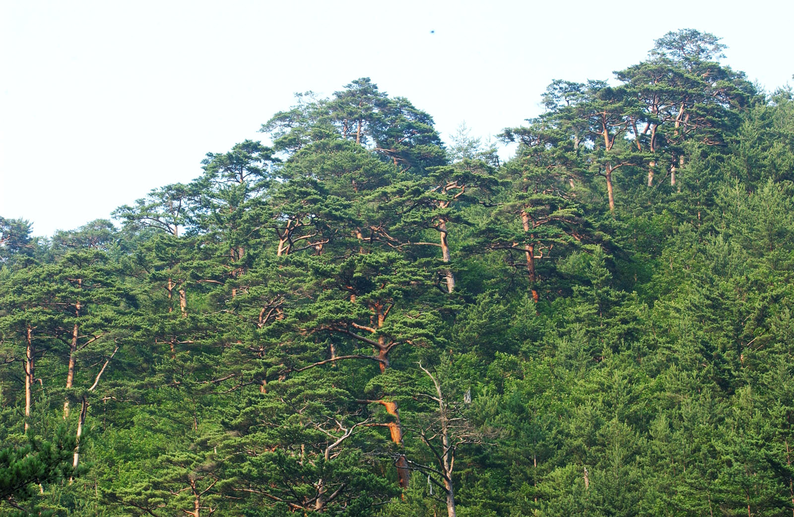산림청, 여의도 면적 6배 소나무림 집중관리 나선다 이미지1