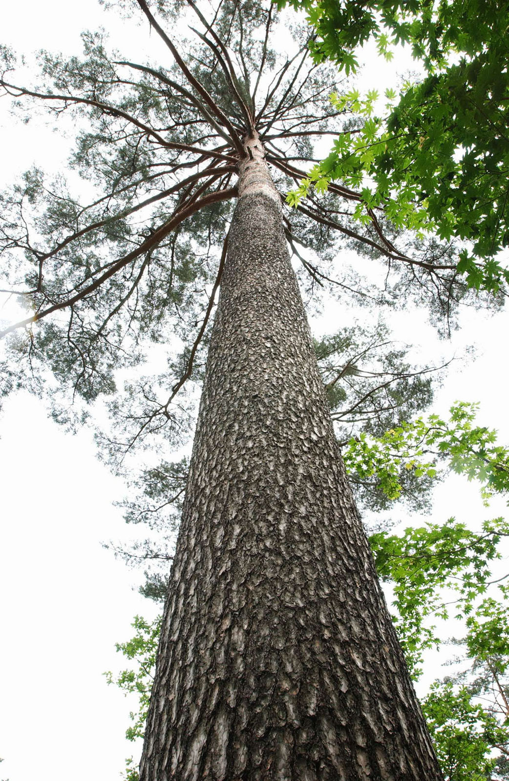 산림청, 여의도 면적 6배 소나무림 집중관리 나선다 이미지2