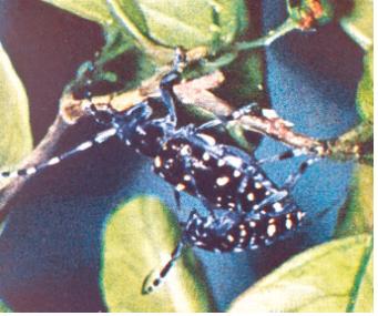 Anoplophora malasiaca(Thomson) 이미지