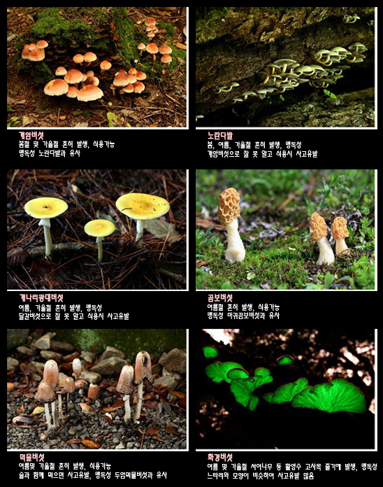 &#39;우리 산에서 만나는 버섯 200가지&#39; 발간 이미지2