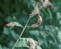참나무흰가루병(심한 경우에는 죽음)