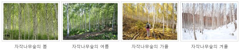 좌측부터 자작나무숲의 봄, 자작나무숲의 여름, 자작나무숲의 가을, 자작나무숲의 겨울