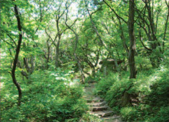 서울시 대공원의 숲길