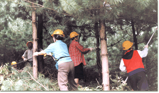 생명의 숲 운동 회원들의 잣나무 가지치기작업 모습(광주·퇴촌면)