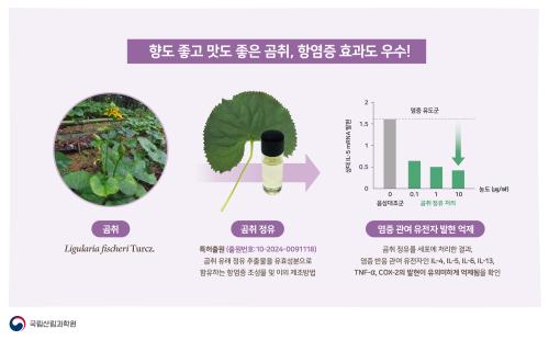 향도 좋고 맛도 좋은 곰취, 항염증 효과도 우수!