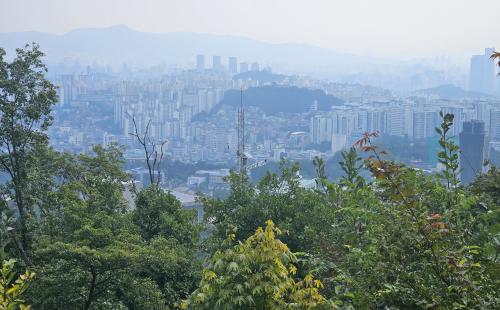 기후 위기의 시대, 도시숲의 탄소저장능력은?